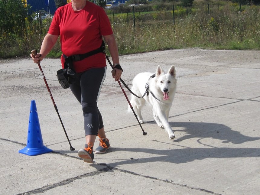 Nordic Walking als gemeinsames Hobby für Hund und Halter