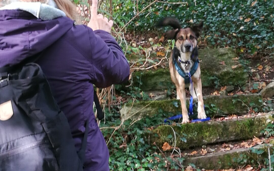 Waldbaden im Sommer mit Hund: Ein Sommerangebot