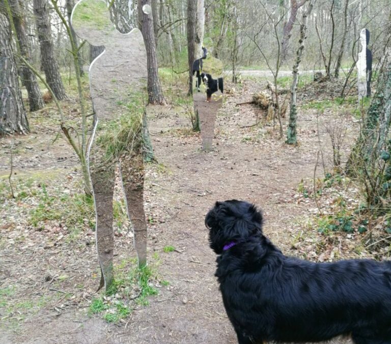 Dein Hund als Spiegel deiner Seele: Entdecke die verborgene Botschaft