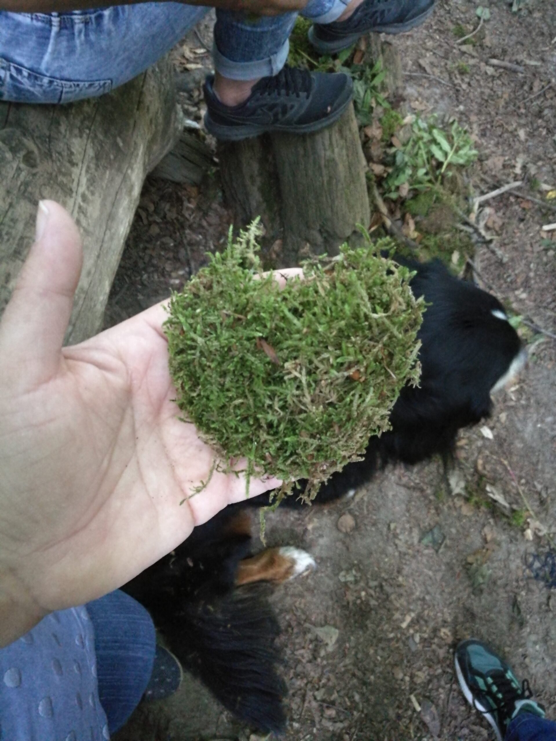 Waldbaden und Entscheunigung im Alltag