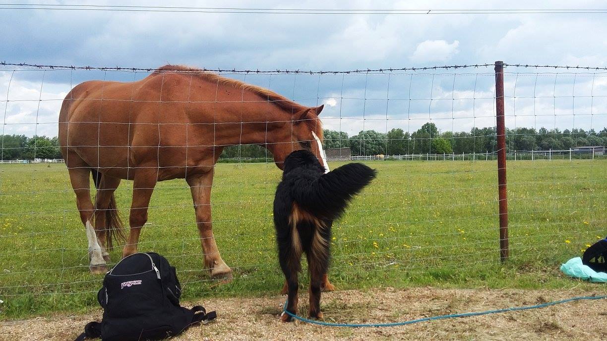 Das perfekte Maß bei der Hundeerziehung deiner Hütehundes