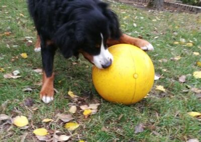 Rosi liebt es Treibball zu spielen. Dabei darf ich sie aber nicht zu lange beschäftigen, damit es nicht in die falsche Richtung geht.