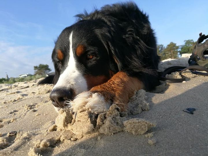 Meditation mit Hund