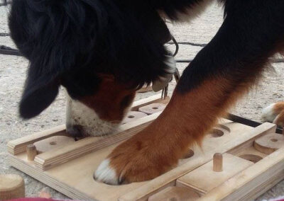 Ein schlauer Hund hat das Prinzip schnell verstanden. Die richtige Beschäftigung darf ihn gerne sanft herausfordern