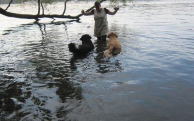 So kommt dein Hund gut durch den Sommer