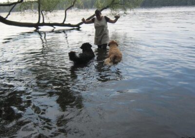 Hunde im Sommer