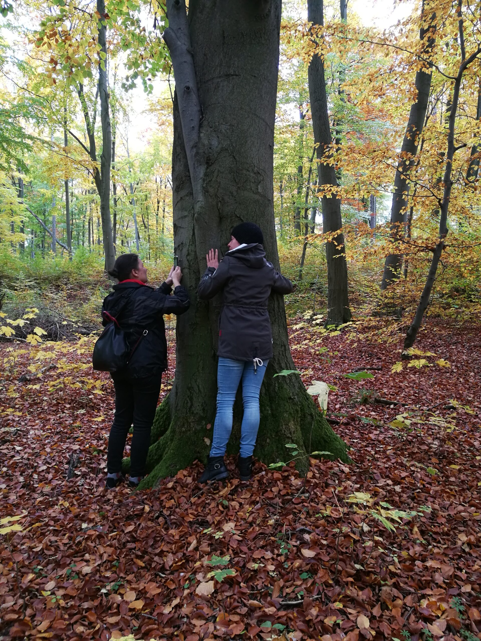 Energie tanken beim Waldbaden