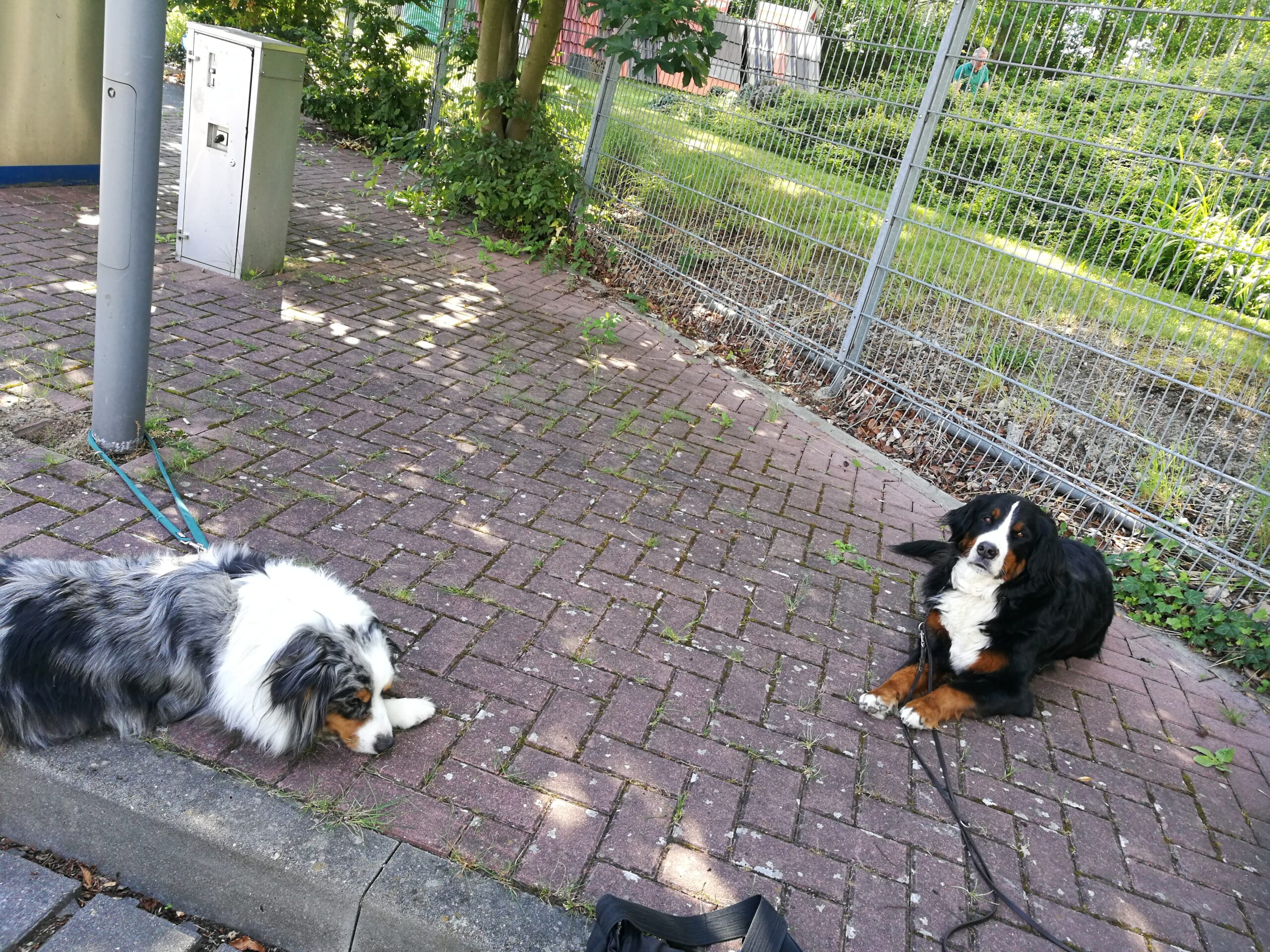 Sensiblechen im Hundetraining