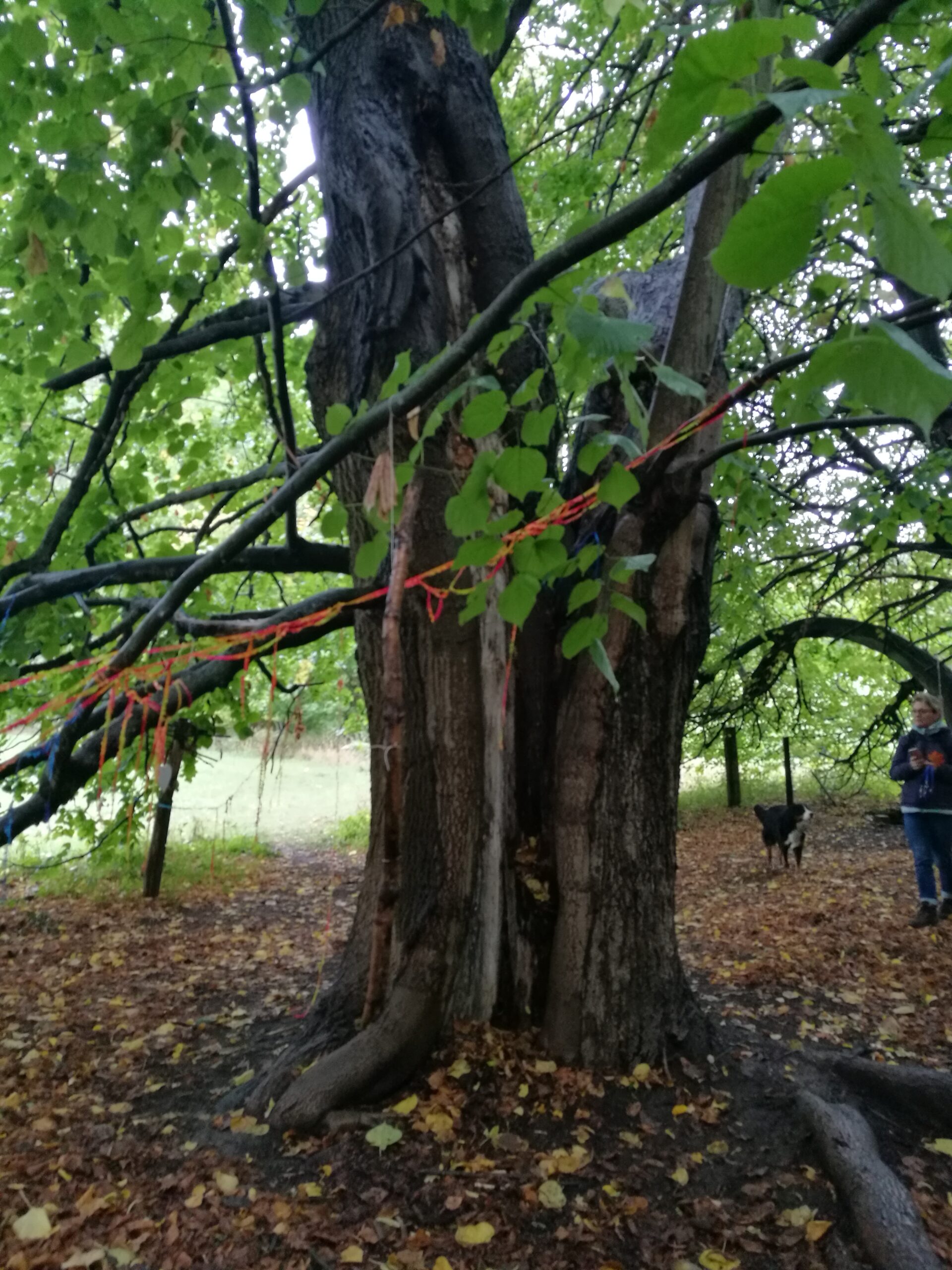 Durch Waldbaden deine Fähigkeiten entwickeln