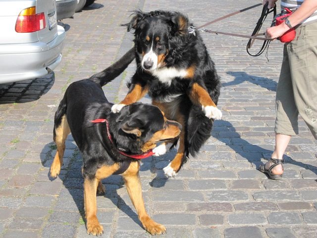 Für viele Hütehunde ist die Leinenführigkeit eine besondere Herausforderung