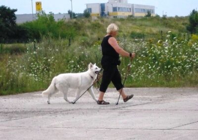 Hütehunde und andere Sensibelchen beschäftigen