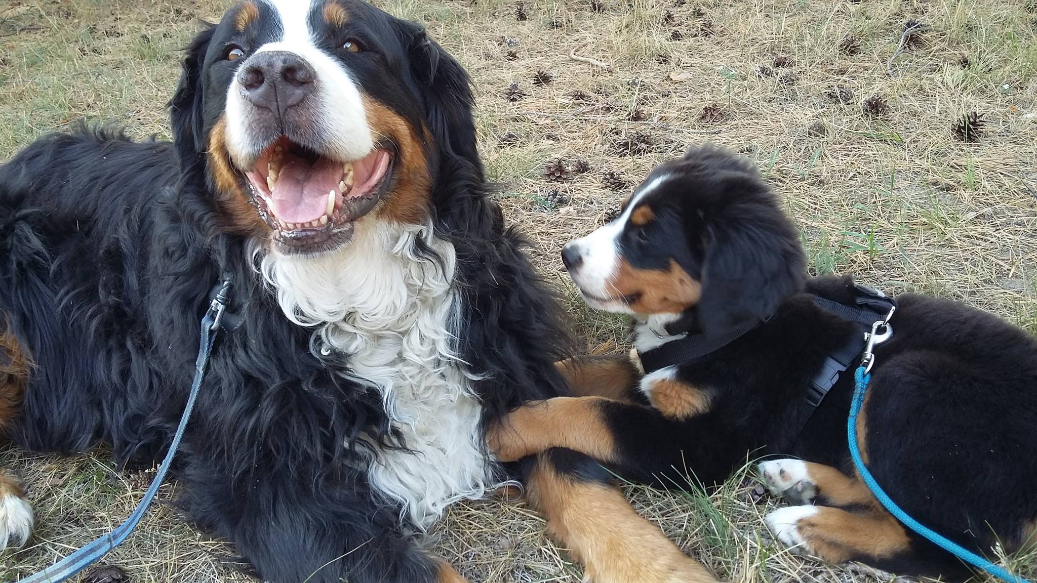 Das verflixte erste Jahr beim Hütehund