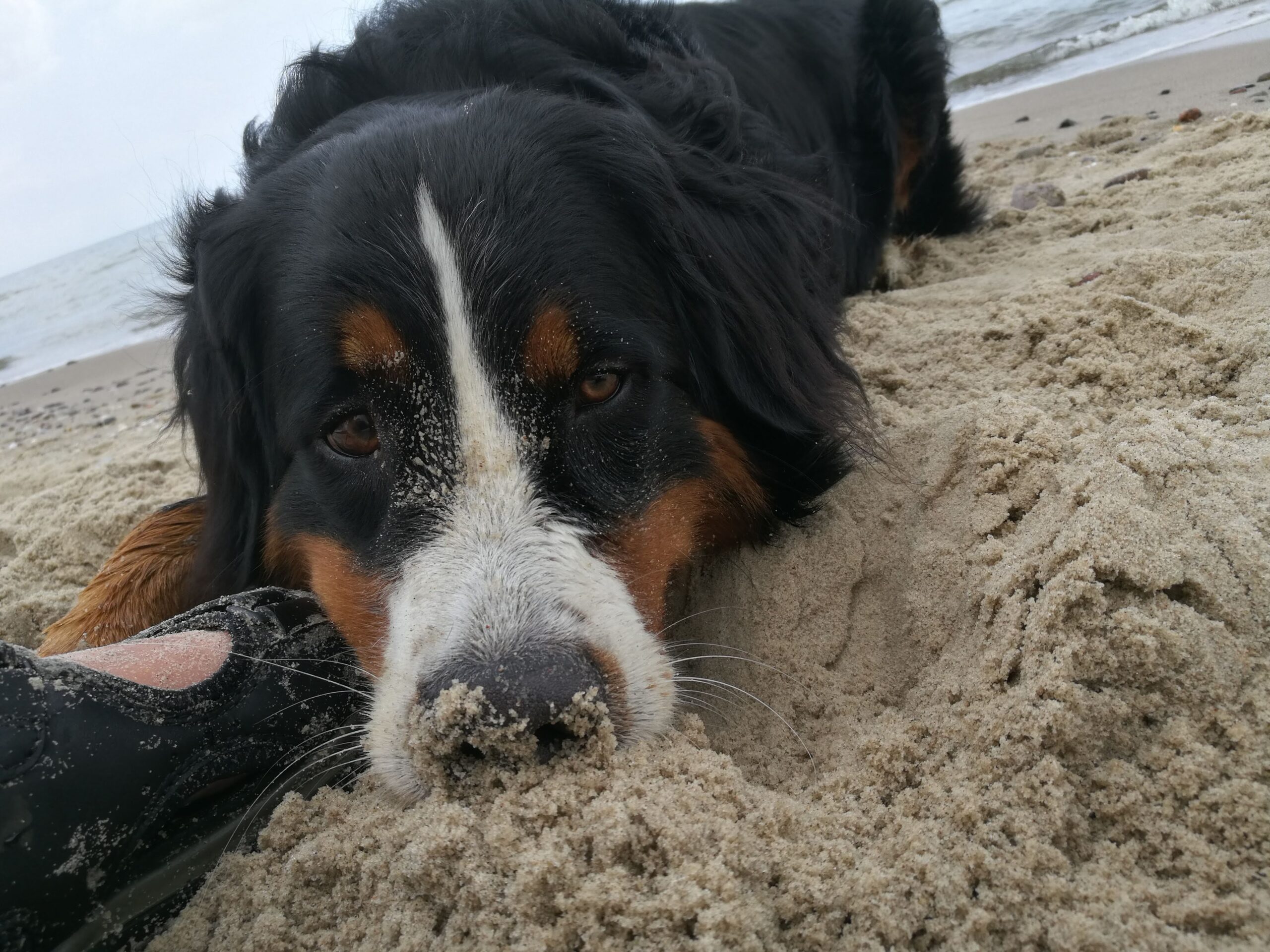 Meditation mit Hund