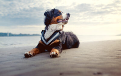 Dein Hund – deine Verantwortung ist dein Schlüssel