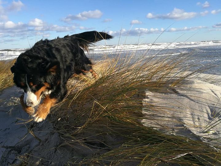 dein Hund ist voller Energie und Lebensfreude