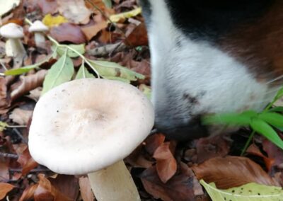 Anti Giftköder Training - natürlich in der Natur beim Waldbaden