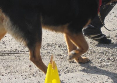 Anti - Giftköder - Training