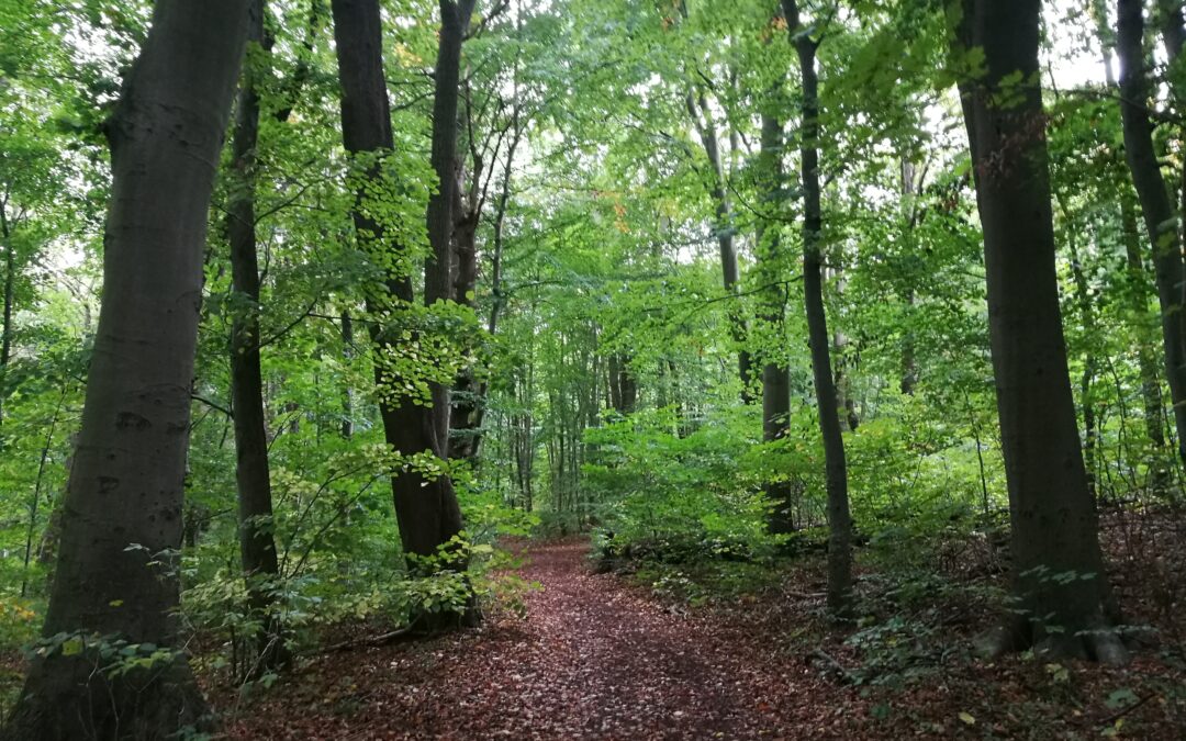 Finde deine innere Ruhe und Stärke durch Achtsamkeit in der Natur