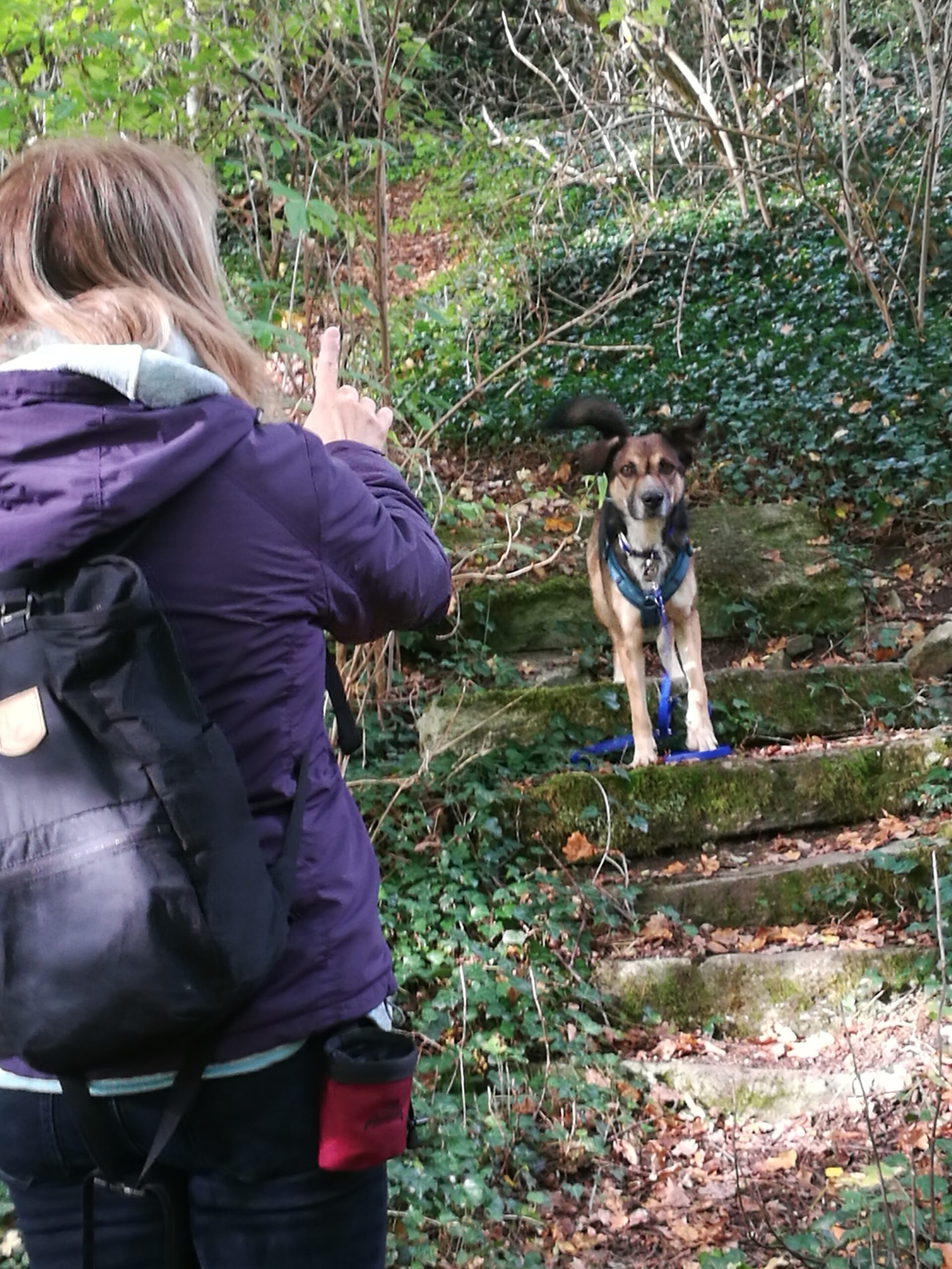 ganzheitliche Hundeernährungsberatung und Waldbaden Coaching
