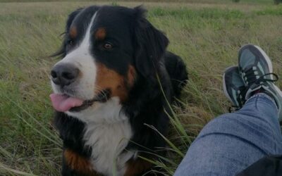 Entschleunigung im Alltag mit sensiblen Hunden