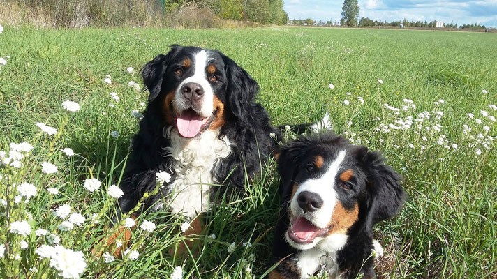 Kastration beim Hund - ein Thema das jeden Hundehalter angeht