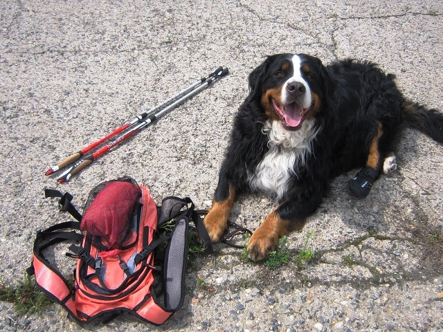 Kurs „Nordic Walking mit Hund“