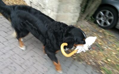 Wetterschutz für den Hund. Sinnvoll oder übertrieben?