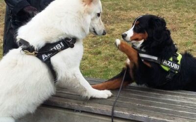 Warum dein Hund kein Training braucht, sondern dein wahres Ich