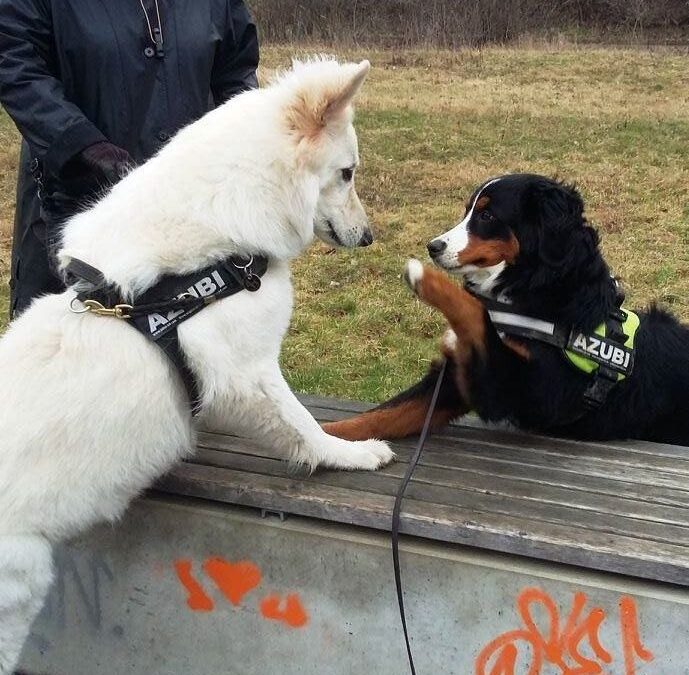 Warum dein Hund kein Training braucht, sondern dein wahres Ich