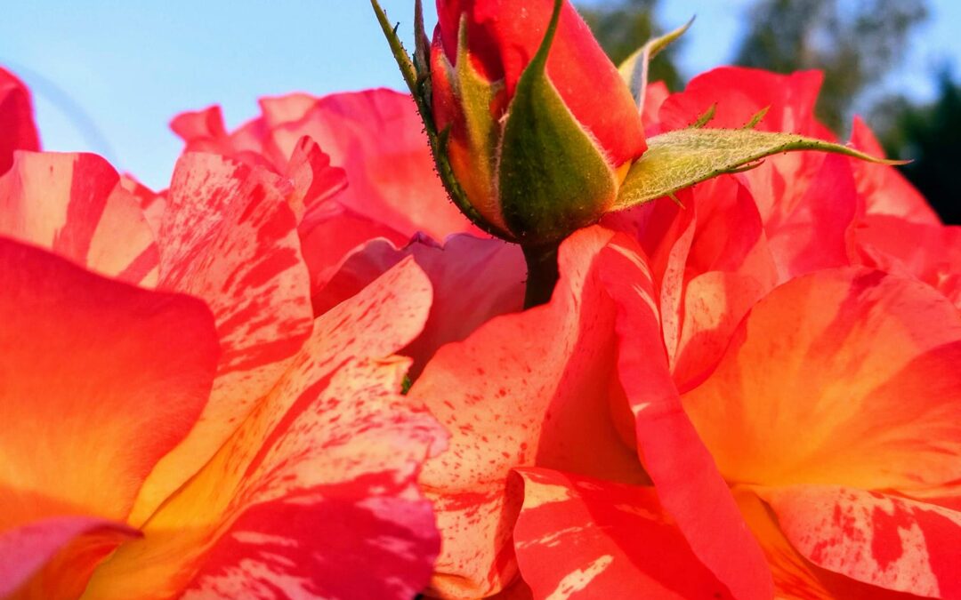 Loslassen oder Vermeidung — kennst du den Unterschied?