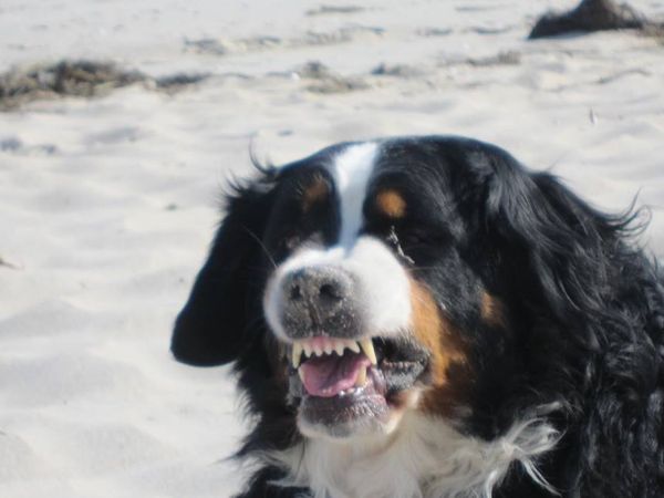 Aggressiver Hund - nein, Sand zwischen den Zähnen
