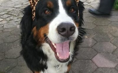 Hütehunde und andere Sensibelchen – was sie uns über uns selbst lehren können