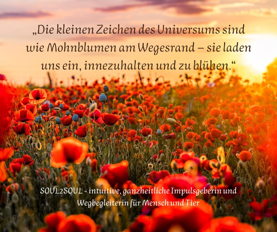 Die Sprache der Zeichen(3)