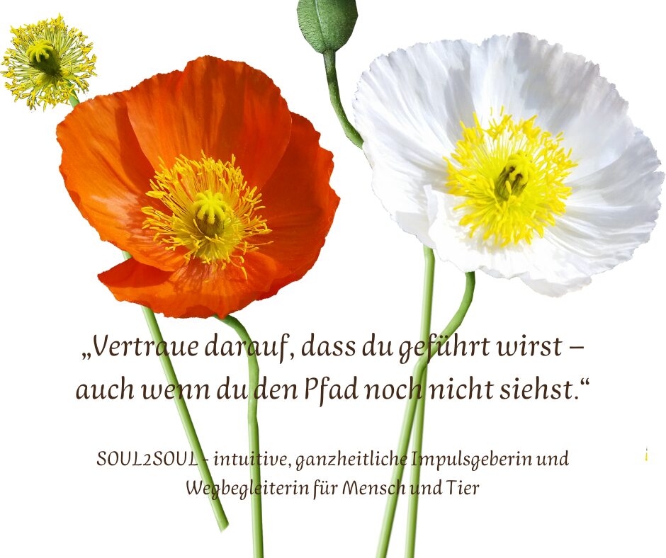 Die Sprache der Zeichen(4)