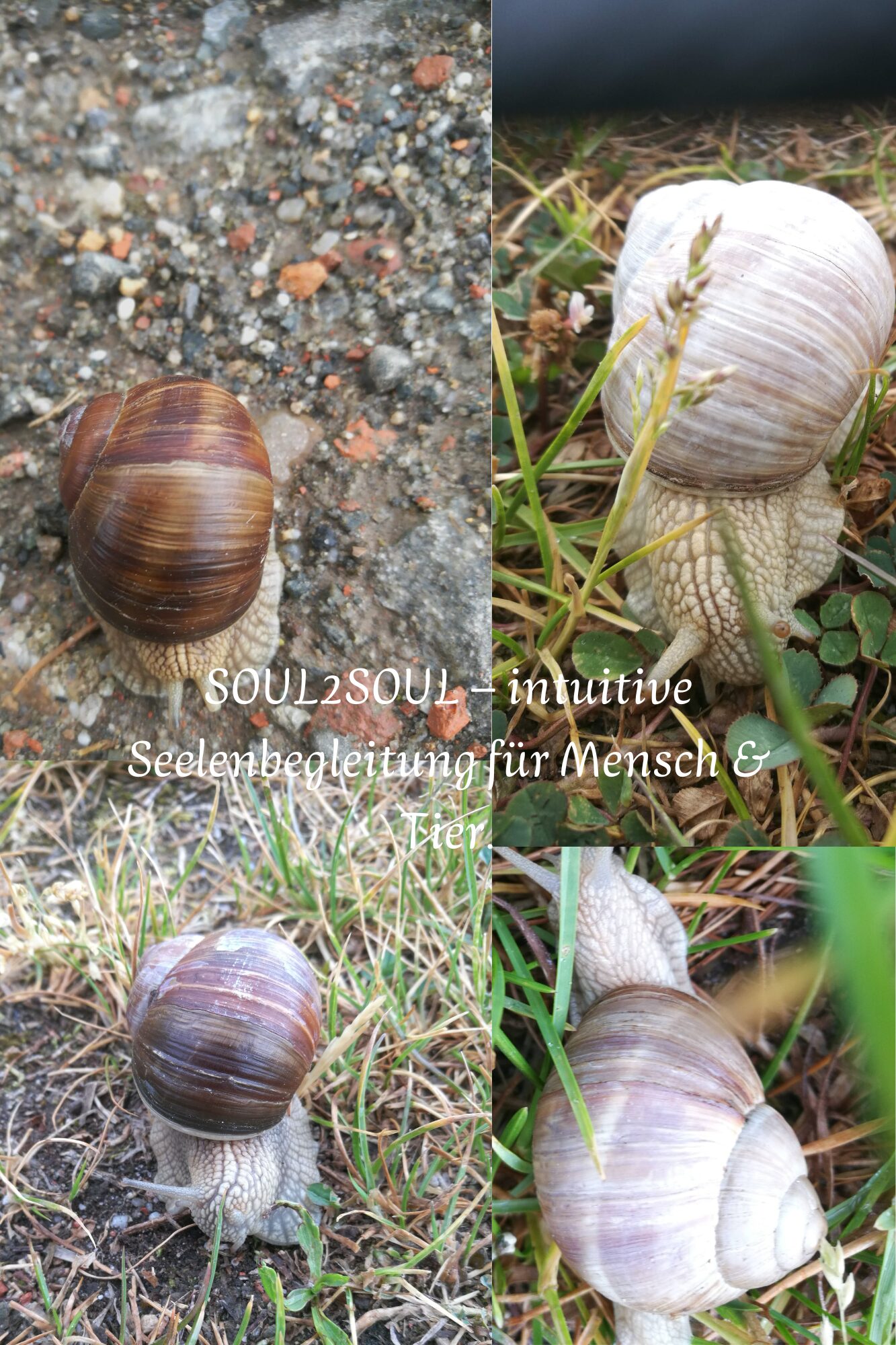 SOUL2SOUL – intuitive Seelenbegleitung für Mensch & Tier.