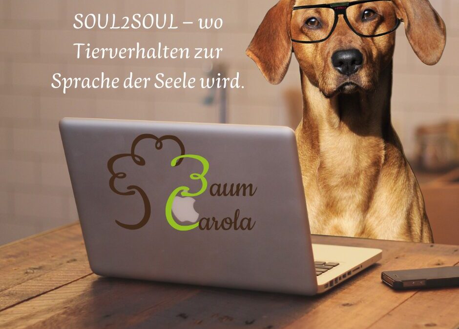 Trauma nach Hundeangriff: Wenn Angst den Alltag übernimmt – und wie Heilung möglich wird