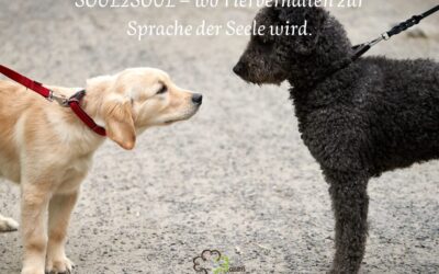 Warum nicht dein Hund, sondern dein Bewusstsein ruhiger werden darf