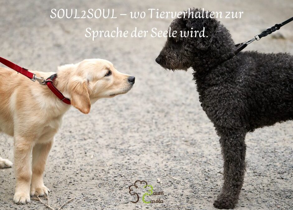 Warum nicht dein Hund, sondern dein Bewusstsein ruhiger werden darf