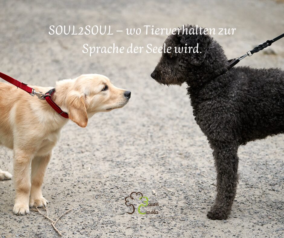 SOUL2SOUL – wo Tierverhalten zur Sprache der Seele wird.(1)