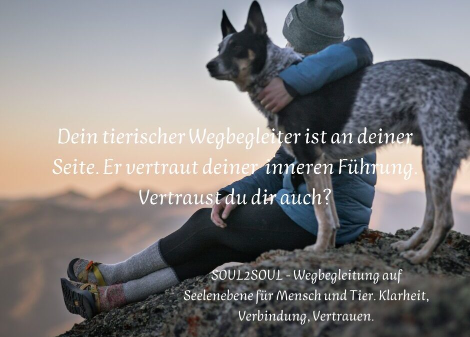 Wenn dein Hund dich triggert – und es gar nicht um ihn geht