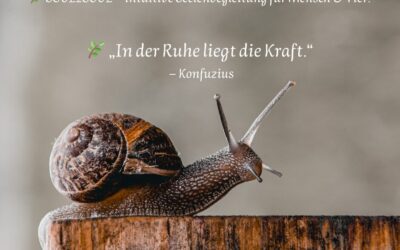 Schnecke als Krafttier: Warum Langsamkeit deine größte Kraft sein kann
