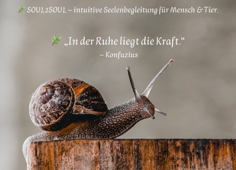Schnecke als Krafttier: Warum Langsamkeit deine größte Kraft sein kann
