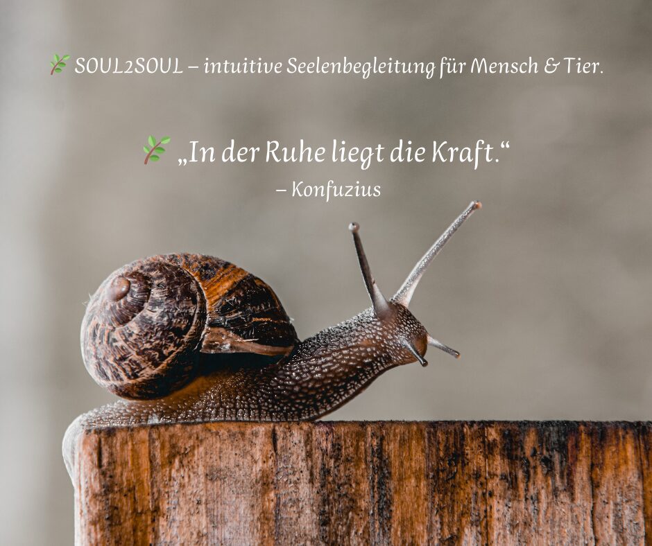 🌿 „In der Ruhe liegt die Kraft.“ – Konfuzius