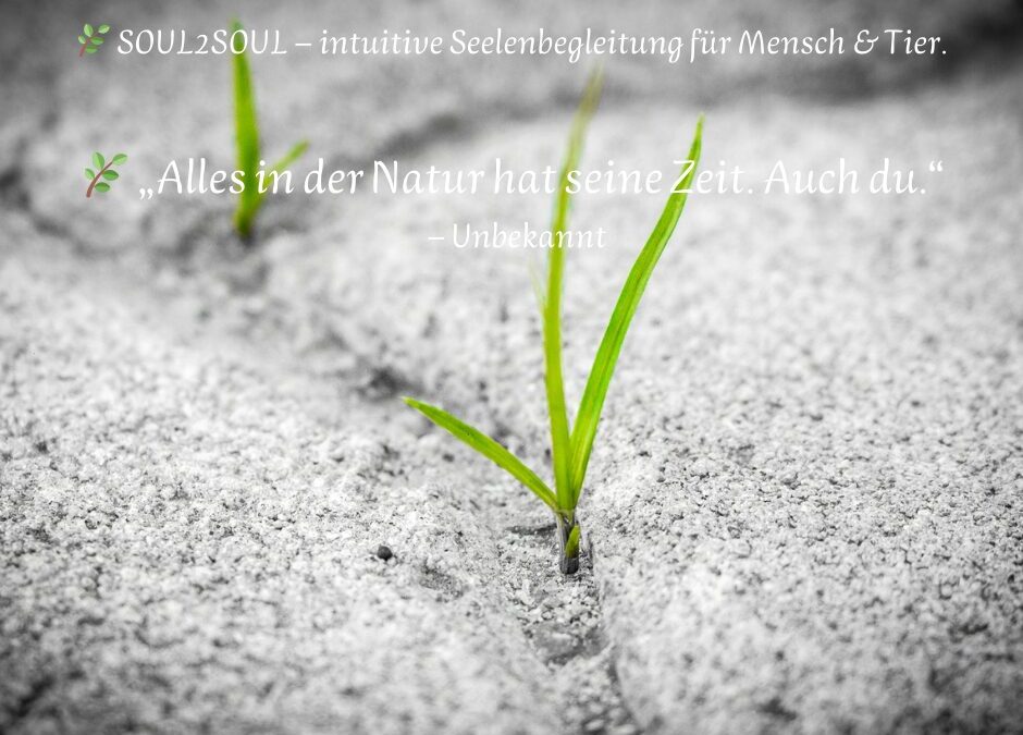 Ungeduld, Wurzeln & die Kunst, wirklich zu verkörpern