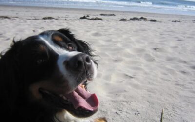 Tiere als Spiegel unserer Themen – Dein Hund zeigt dir den Weg