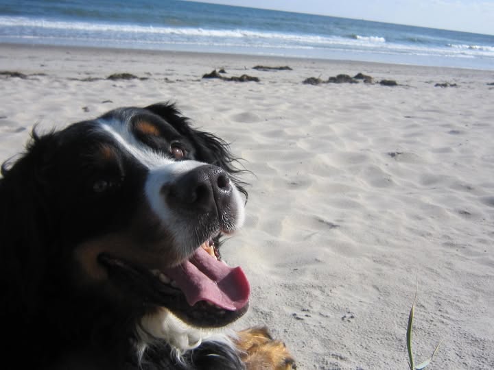 Tiere als Spiegel unserer Themen – Dein Hund zeigt dir den Weg