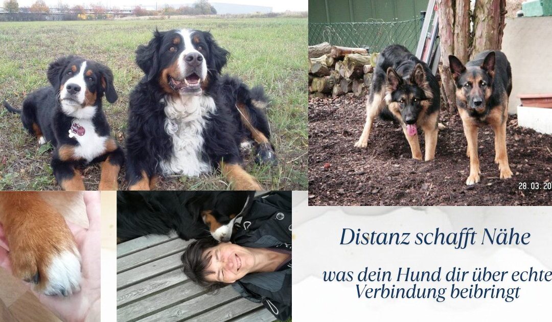 Distanz schafft Nähe – Verbindung Hund Mensch ohne Kontrolle