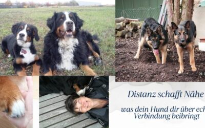 Distanz schafft Nähe – Verbindung Hund Mensch ohne Kontrolle