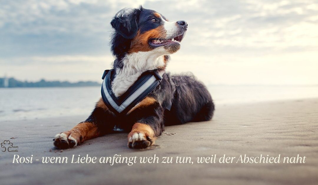 Rosi bereitet ihren Abschied vor