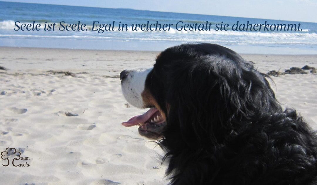 Seele ist Seele. Egal in welcher Gestalt sie daherkommt.